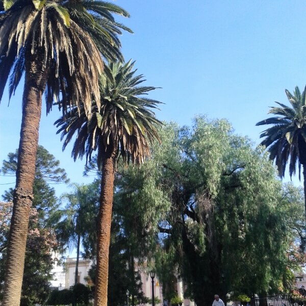 palmtrees